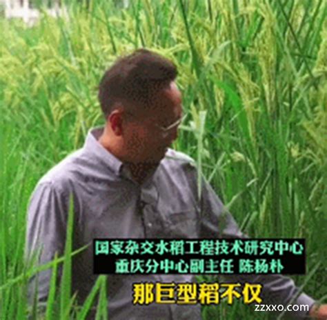 2米巨型水稻图片大全、2米高的巨型稻 - 国内 - 华网