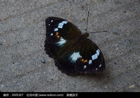 黑蝴蝶高清图片下载_红动中国