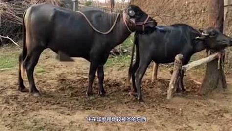 世界上最强壮的牛，体长达5米重达3吨_巴拉排行榜