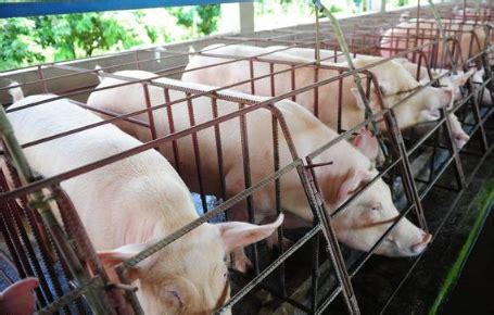 行业判断当前猪价是否见底？专家给出2023年养殖建议_手机新浪网