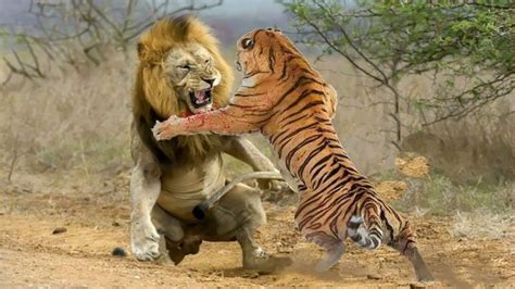 老虎VS狮子-谁会赢？你不看到你永远不会相信！_腾讯视频