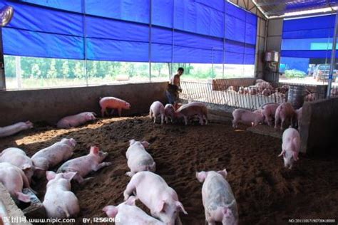 中国本土猪的品种有哪些？ - 惠农网触屏版