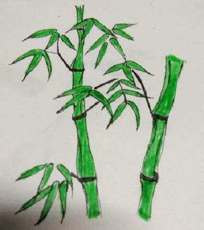 如何画竹子 竹子的画法教程最新 - 水彩迷