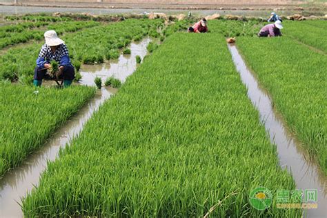 水稻如何把握好施肥时间及数量？稻田灌溉有多重要？|深水|稻田|水稻_新浪新闻