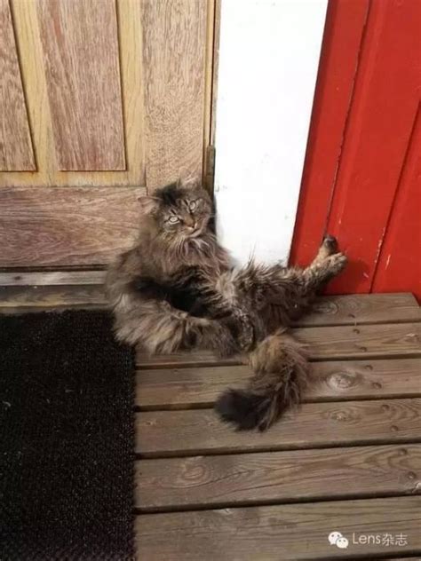搞笑配音：主人都不知道自己家的小萌猫被关在门外了！_腾讯视频