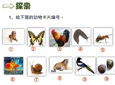 动物最完整的分类图 动物分类全图(4)_配图网