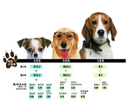 如何判断狗的年龄图解 怎么判断小狗的月龄_宠物百科 - 养宠客