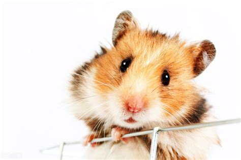 仓鼠是老鼠的一种吗（仓鼠的种类及饲养方法） - 胖萌舍宠物网