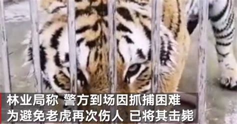 两只老虎出逃咬死饲养员均被击毙，河南淅川县公布处置细节|淅川县|孔雀谷|两只老虎_新浪新闻