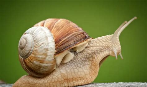 蜗牛有多少颗牙齿，蜗牛的牙齿最多有多少颗 - 洋葱百科
