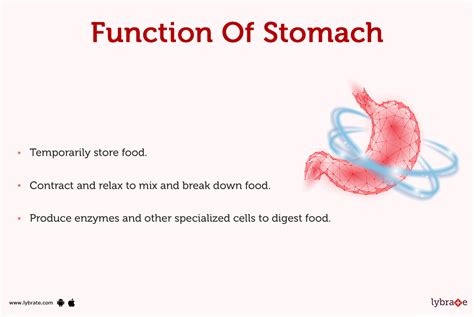Stomach (Human Anatomy): Picture, Function, Diseases, and More
