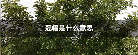 冠幅是什么意思-种植技术-中国花木网
