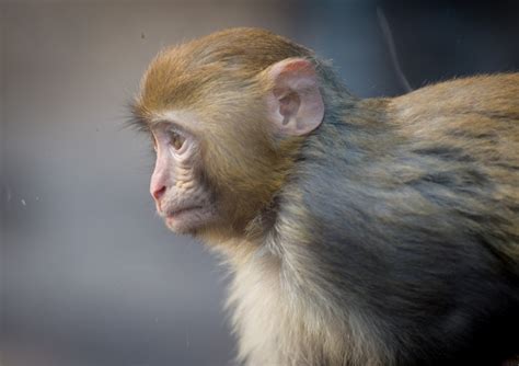 世界首批体细胞克隆疾病模型猴在中国诞生！_国内_新闻频道_云南网