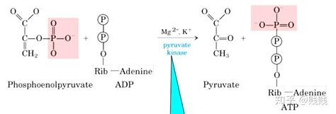 葡萄糖氧化产生的能量是如何令ADP转换为ATP的？ - 知乎