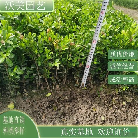 茶花地栽苗基地供应 工程绿化树苗 绿化工程专用_九江先淼种苗站_园林网