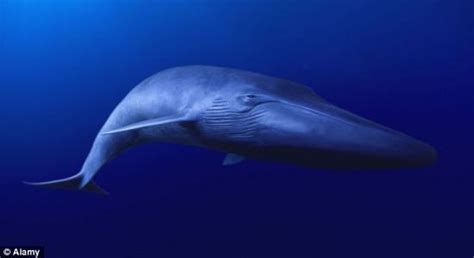鲸鱼的叫声是世界上最孤独的叫声？你听过吗？-【闪电配音】