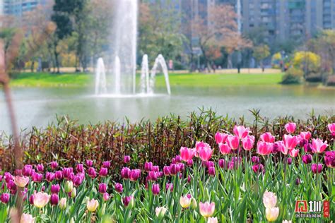 绝美！北京植物园40万株郁金香进入最佳观赏期 | 北晚新视觉