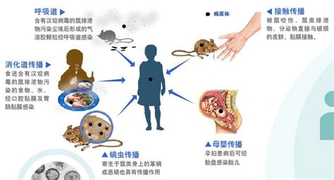 2021年中国流行性出血热发病现状统计：发病例数、发病率、死亡人数及死亡率_华经情报网_华经产业研究院