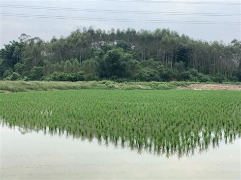 稻虾共作基地从10亩发展到2500多亩，五华县将成立稻虾共作产业协会