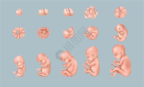 【胎儿素材】_胎儿图片大全_胎儿素材免费下载_千库网png