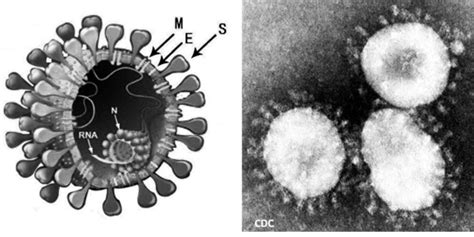 图 1 新型冠状病毒的超微结构图
