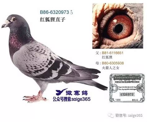 詹森清舍拍卖最后26羽顶级信鸽-中国信鸽信息网相册