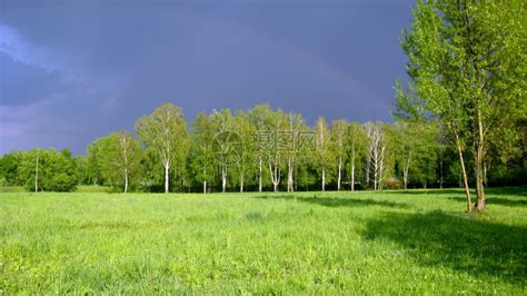 桦木全景草充满雨云和树木的绿景观高清图片下载-正版图片307687889-摄图网