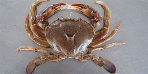 新鲜的活螃蟹可以保存多久？怎么保存-百度经验