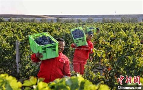 宁夏贺兰山东麓葡萄酒产业产值2025年将突破1000亿元