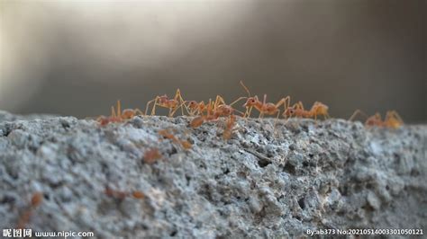 【蚂蚁的剪影（佳能60D）摄影图片】生态摄影_泰国巧克力_太平洋电脑网摄影部落