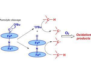 t-BuOOH induces an increase in lipid peroxidation and cytosolic ROS ...
