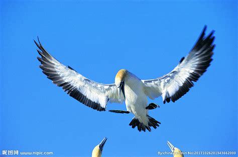 飞翔的鸟类摄影高清图片 - 爱图网设计图片素材下载