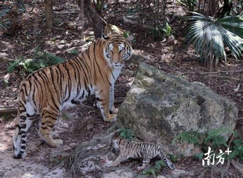 树林中的一只老虎特写摄影高清jpg格式图片下载_熊猫办公