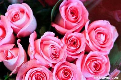 23朵粉玫瑰的花语是什么？23朵粉玫瑰代表什么意思？-六朵花