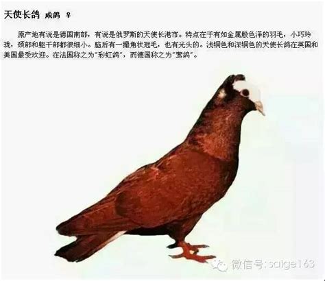 寿星鸽子图片 红色寿星鸽子价格 红仙女鸽一对多少钱-阿里巴巴
