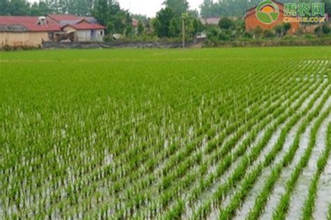 我国农业灌溉技术的发展历史