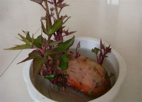 红薯插几根牙签放罐子里就变水培盆栽，剪下来的枝条养成观叶植物__凤凰网