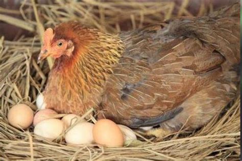 母鸡为什么不用公鸡“帮忙”，也可以每天自己下蛋？看完长知识了