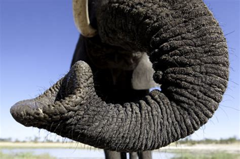 大象的鼻子为什么长?原来始祖象是生活在水中的_探秘志