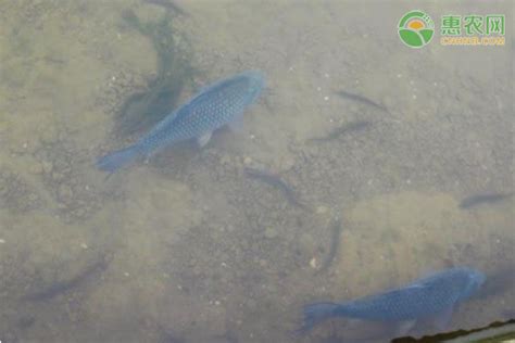 长江里有几种鳊鱼？钓了这么多年原来还是小白 - 钓鱼之家