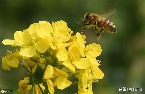 蜜蜂的别名,蜜蜂的别名叫什么,蜜蜂的特点(第10页)_大山谷图库