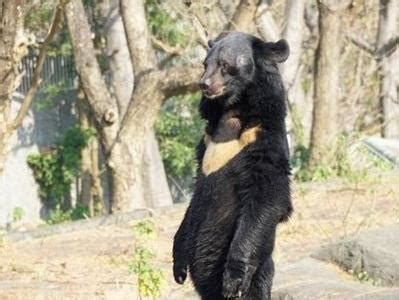 周口野生动物园回应“黑熊系人扮演”质疑：都是真熊
