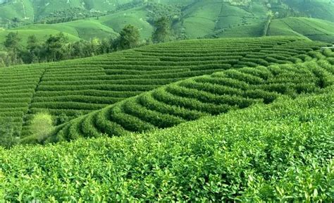 【喜迎茶叶节】给茶园再添“绿色”丨我县成功创建全国绿色食品原料（茶叶）标准化生产基地--松阳新闻网