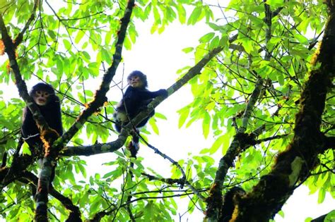 怒江金丝猴种群数量超过149只 - 云视觉 - 云南日报网