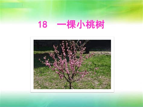 【部编版】七年级语文下册《一颗小桃树》优质课教学课件(共32张PPT)-21世纪教育网