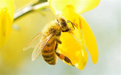 养蜂不同时期开箱看蜂的主要内容 - 神农千馐