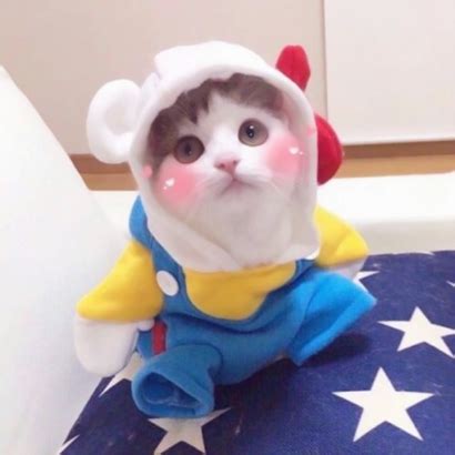 超萌宠物非主流头像