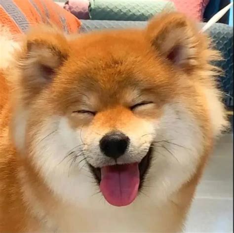 微笑狗头像图片