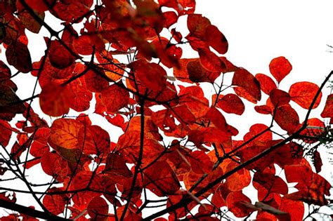 红栌与黄栌哪个好？红栌和黄栌的区别-种植技术-中国花木网