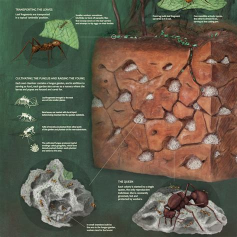 Ant Life Cycle PowerPoint (teacher made)